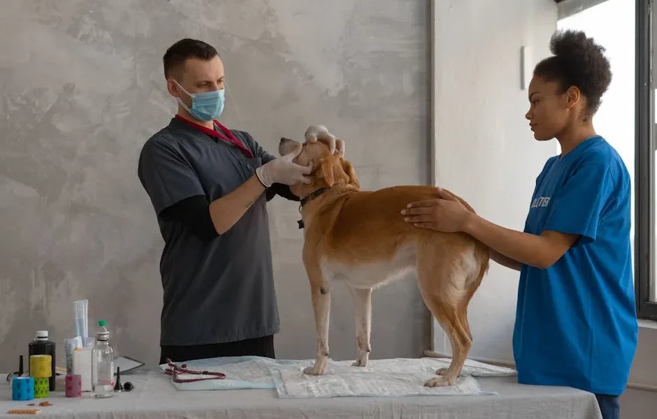 5 Critical Signs Your Pet Needs Emergency Care Right Now | Vet Guide
