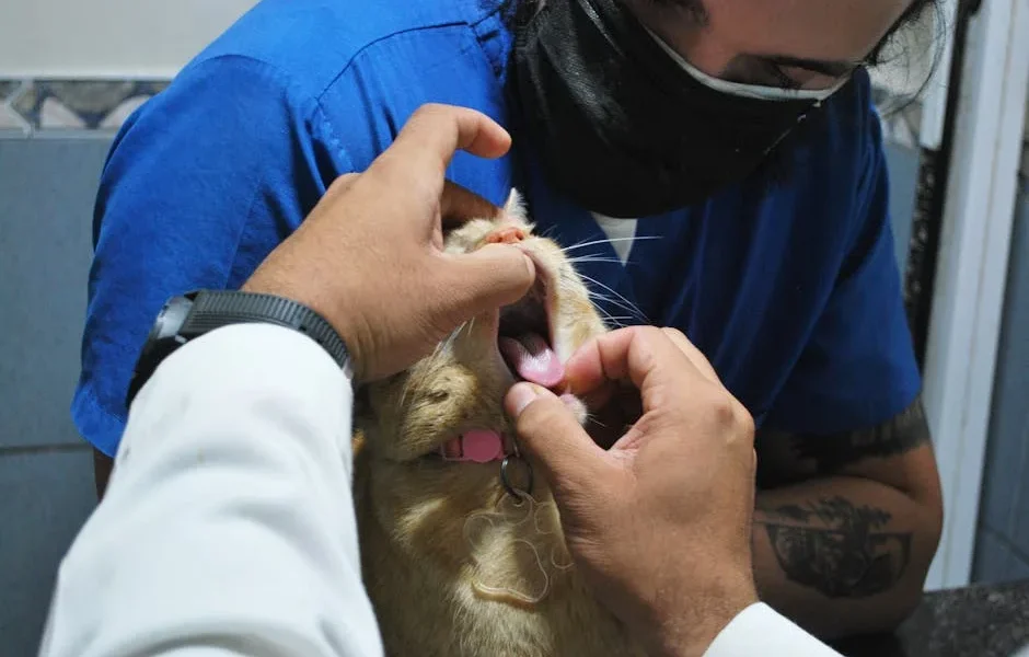 Best Pet Dental Water Additives vs Gels vs Chews: 2025 Vet Review