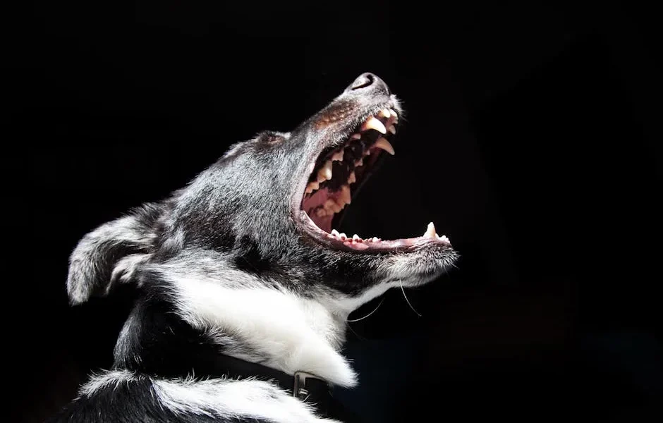 Dental Disease in Pets: Why 80% of Dogs Need Teeth Cleaning by Age 3
