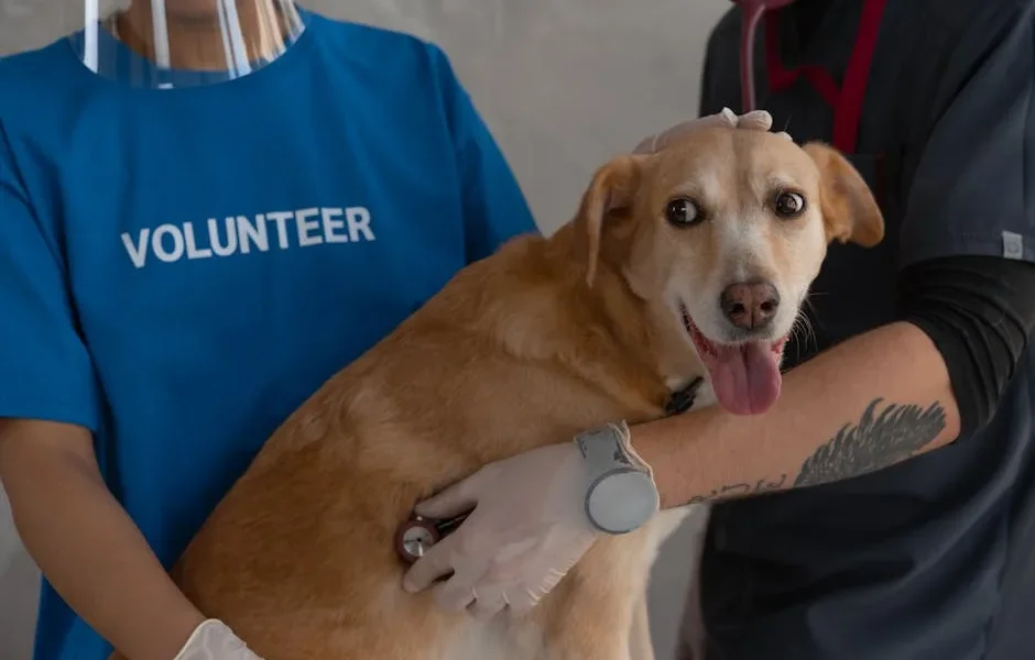 Emergency Animal Hospitals: How to Find Quality 24-Hour Veterinary Care in Your Area