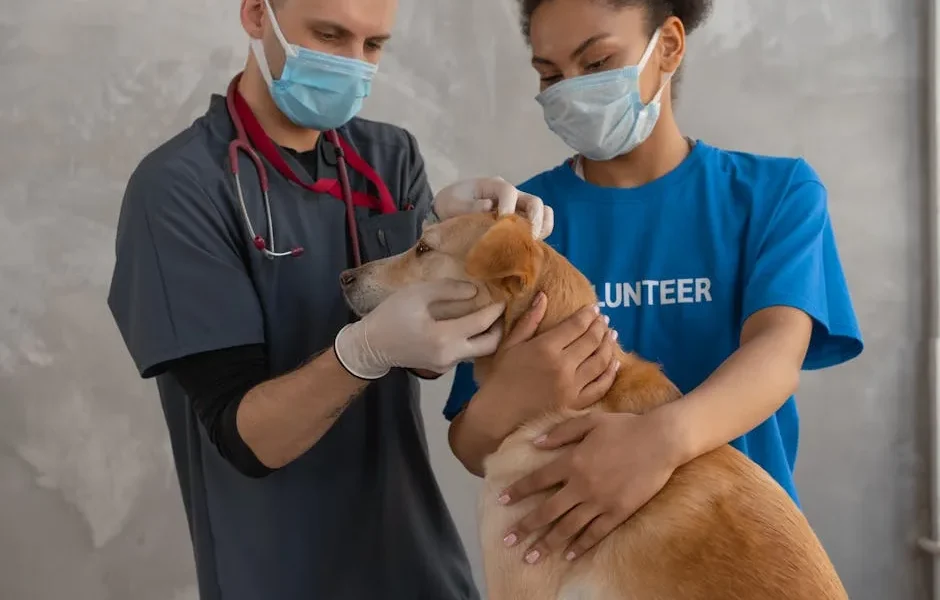 Emergency Vet Clinics vs 24-Hour Animal Hospitals: 2025 Complete Guide