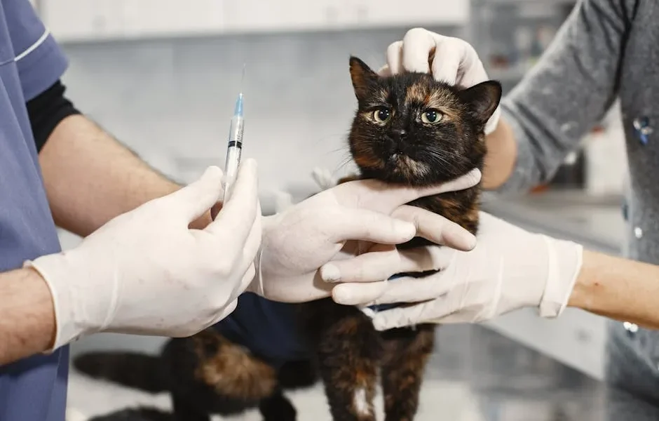 How to Choose the Right Veterinarian for Your Cat’s Health Needs
