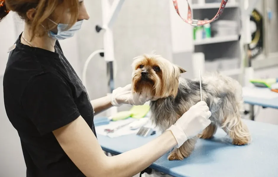 How to Find a Trustworthy Vet Clinic When Moving to a New City (2025)