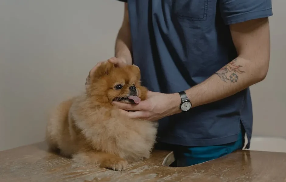 How to Prepare Your Pet for Their First Vet Visit: Complete 2025 Checklist