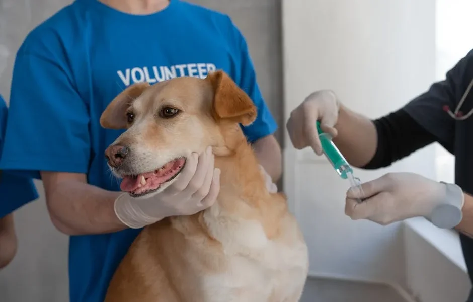 Pet Medication Safety: 7 Dangerous Mistakes That Harm Dogs & Cats