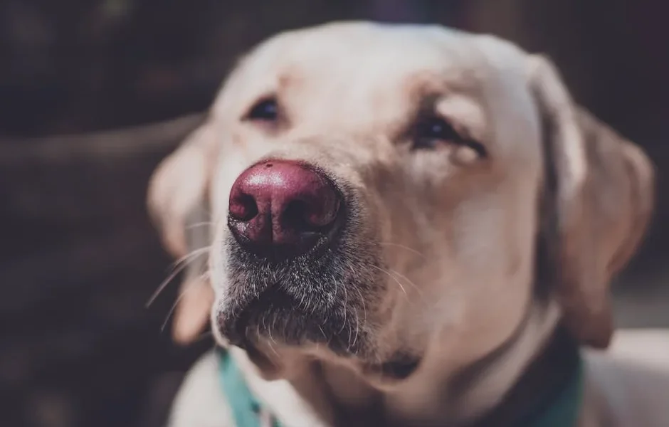 Pet Allergic Reaction Emergency: Identify Anaphylaxis & Respond Fast
