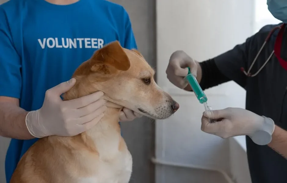 Pet Bleeding Emergency: How to Apply Pressure & Stop Blood Loss