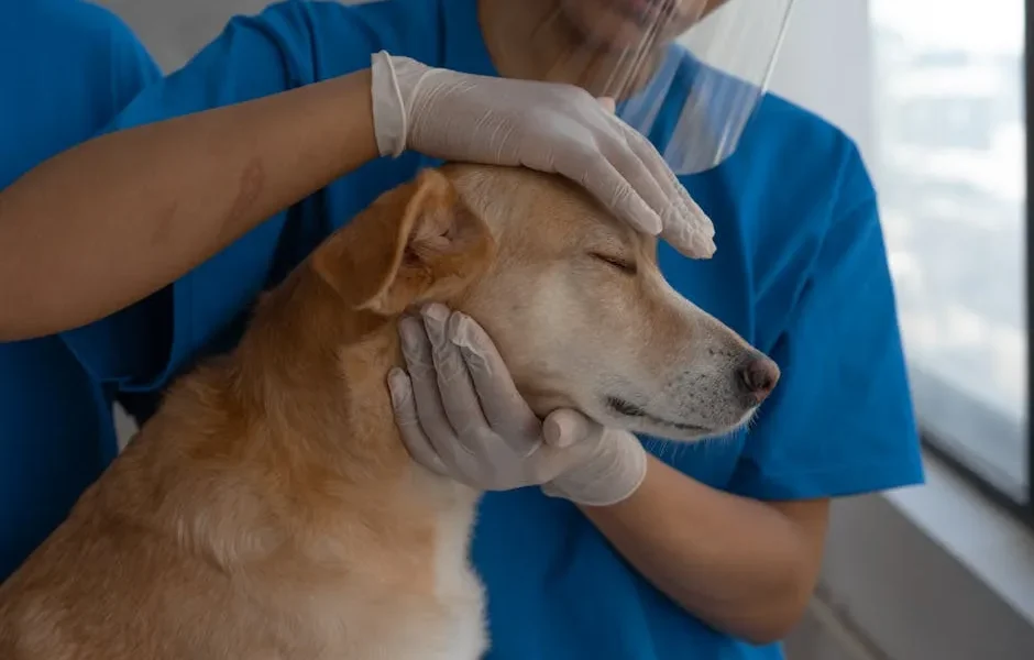 Pet Eye Injury Emergency: Protect Vision Until You Reach the Vet