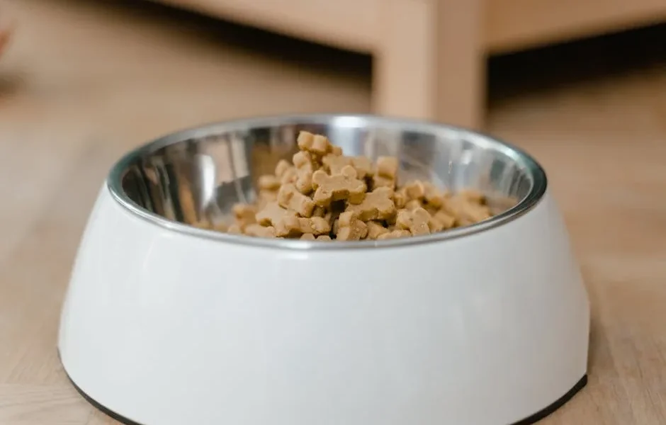 Puppy & Kitten Nutrition: Building a Foundation for Lifelong Health 2025