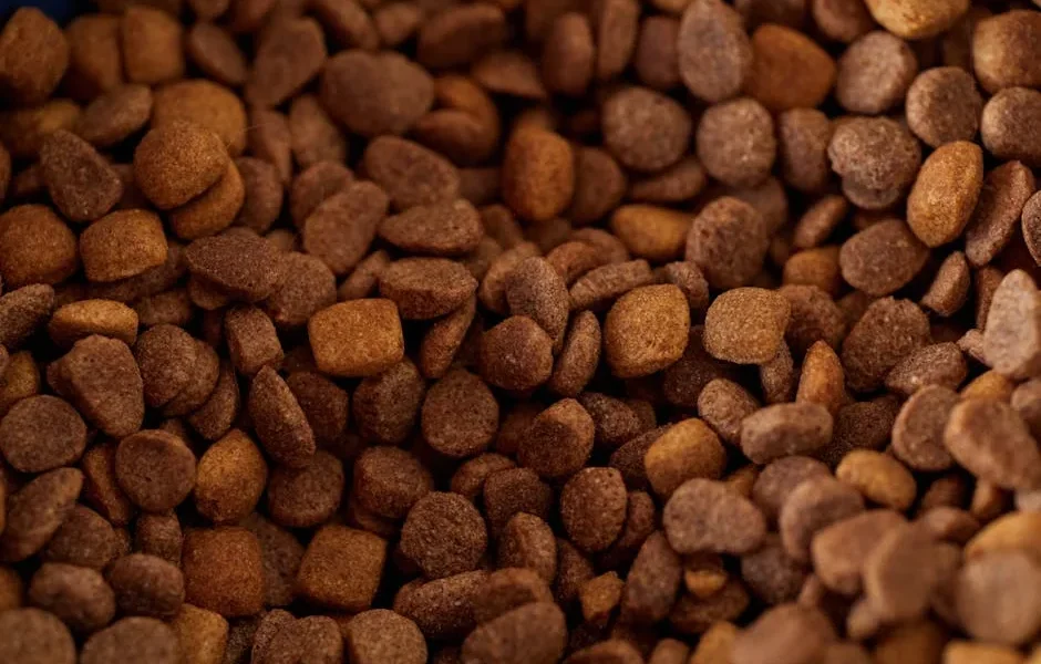 Seasonal Nutrition for Pets: Adjusting Your Dog or Cat’s Diet Throughout the Year 2025