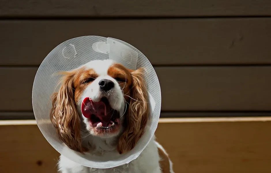 Spay and Neuter Costs 2025: Prices, Insurance Coverage & How to Save