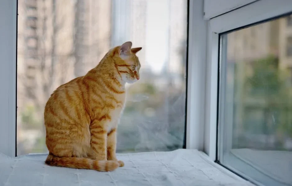 Understanding Separation Anxiety in Cats: Expert Veterinary Tips