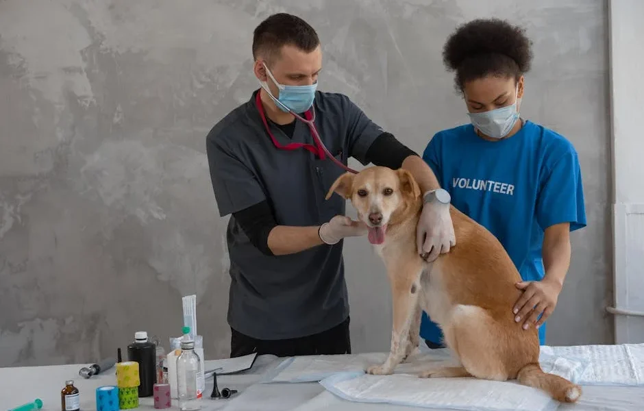 What Does Pet Insurance Cover? Complete Guide to Animal Hospital Costs