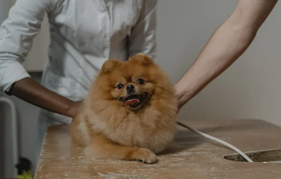 What Your Dog’s Behavior Says About Their Health – Vet Insights