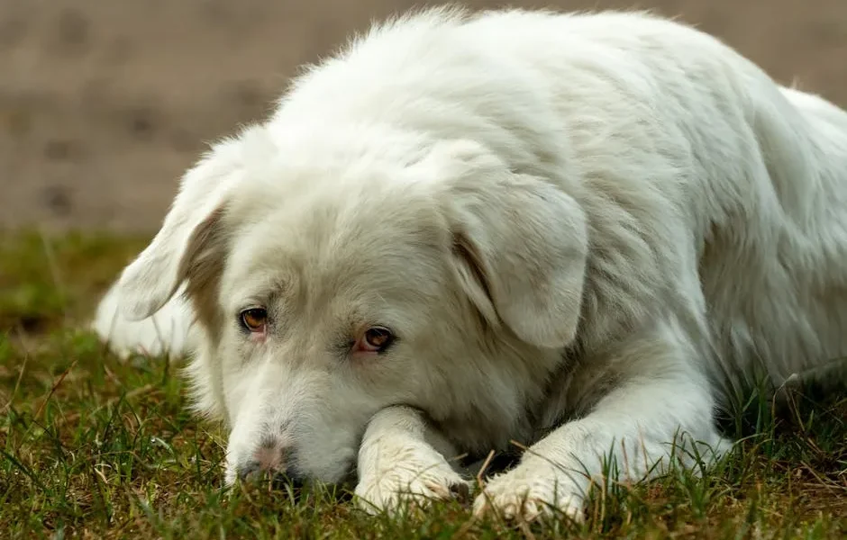 Why Does My Dog Eat Grass? A Vet Explains Normal vs. Concerning Behaviour