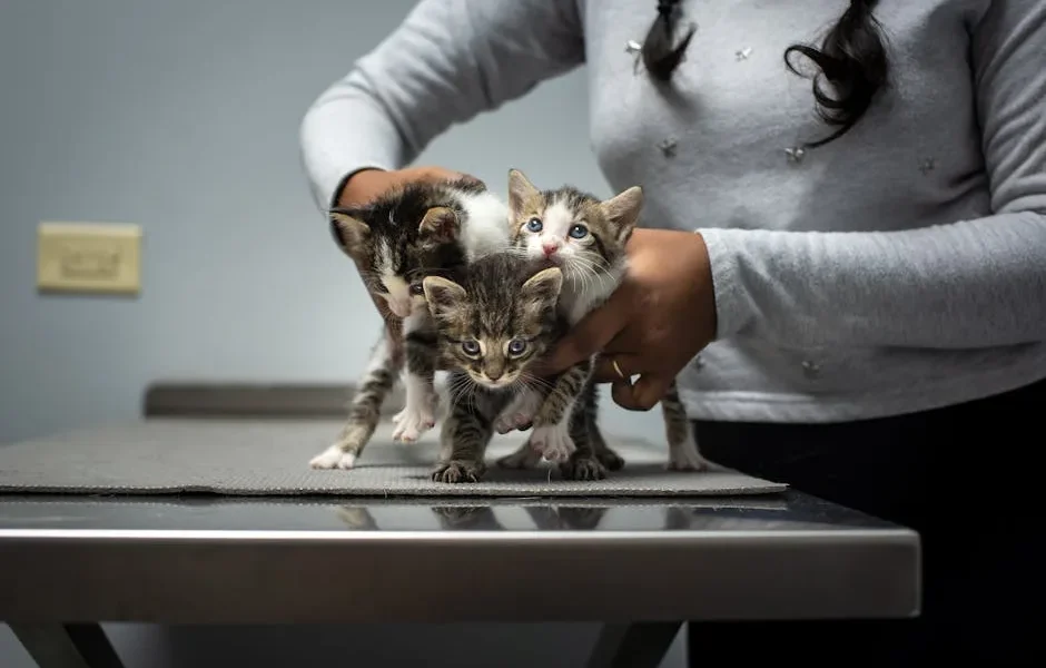 Cat Dental Health 101: Why Regular Cleanings Save Lives