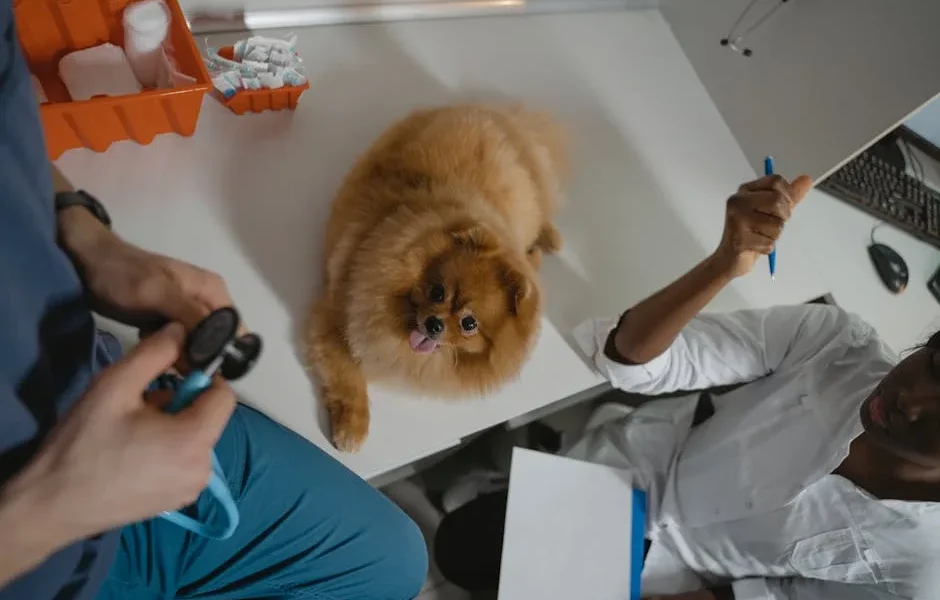How to Build a Complete Pet Health Record System: What Documents to Keep and Why