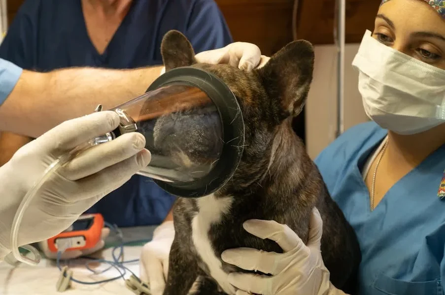 How to Prepare Your Pet for Surgery: What Vets Want You to Know