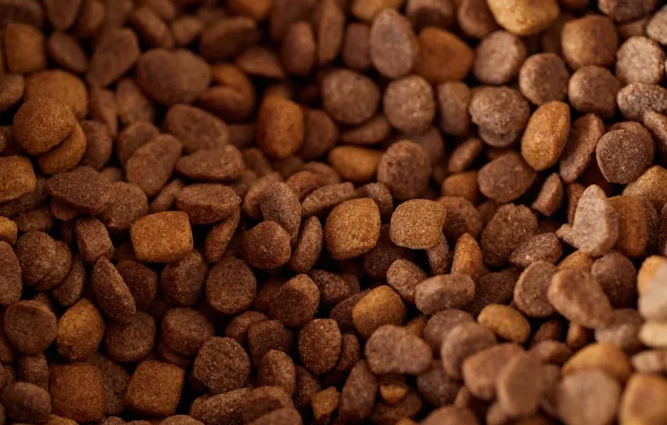 How to Safely Transition Your Pet to a New Diet: Vet-Approved Guide