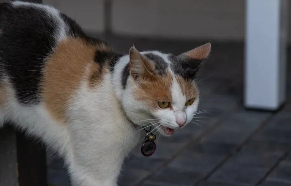 How to Stop Excessive Meowing in Cats: Vet Behavior Solutions