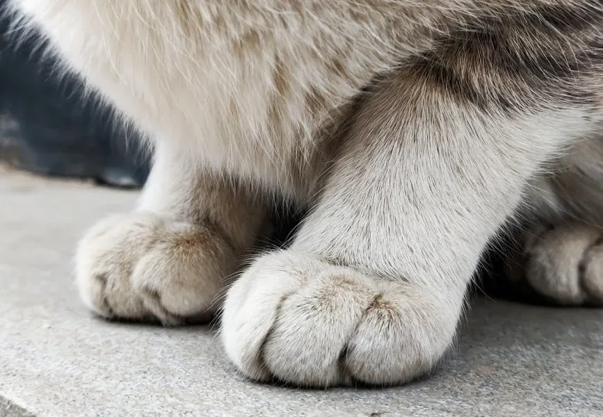 How to Stop Your Cat from Attacking Your Feet: 9 Vet-Approved Solutions