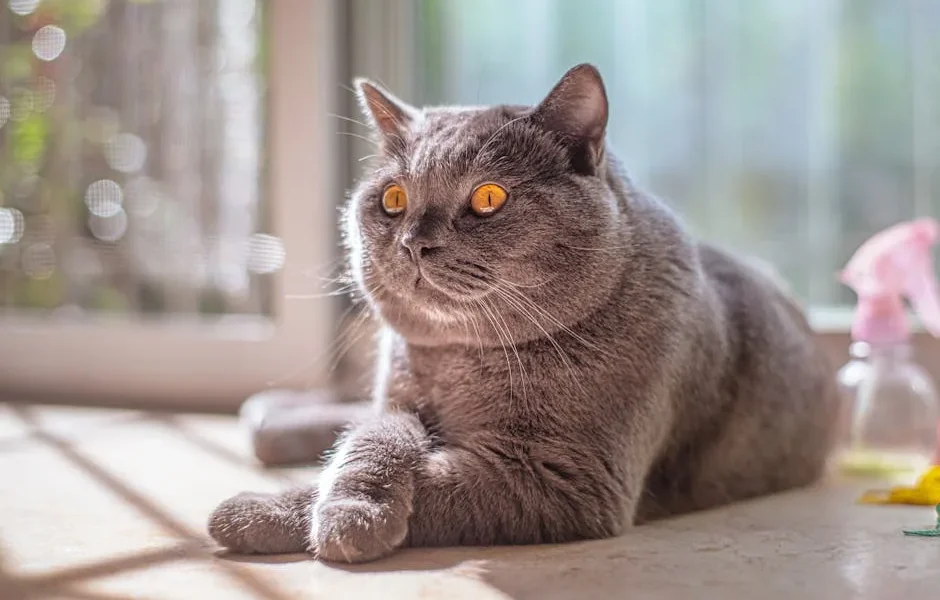 How to Stop Your Cat from Spraying Indoors: Veterinary Behavioral Strategies 2025