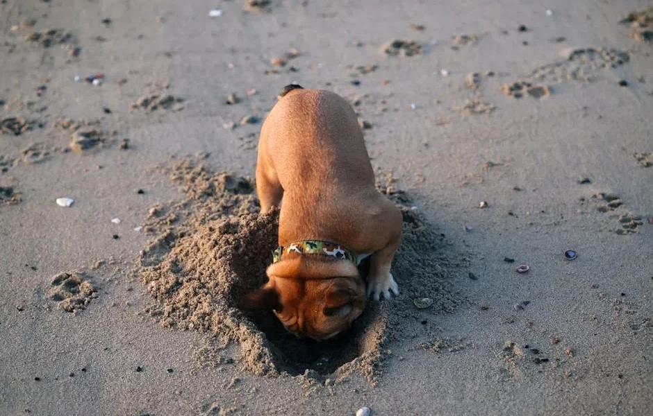 How to Stop Your Dog from Digging: Veterinary Behavioral Solutions 2025