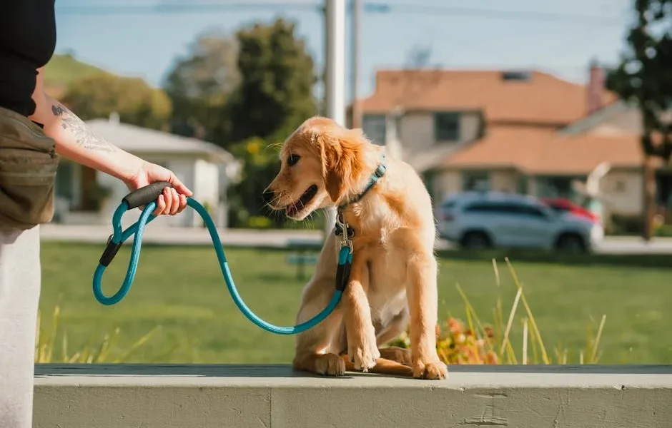 How to Stop Your Dog from Pulling on the Leash: Vet Training Methods