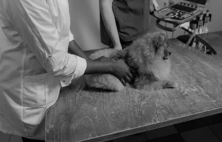 How to Tell If Your Dog’s Vet Clinic Has the Right Equipment for Complex Diagnoses