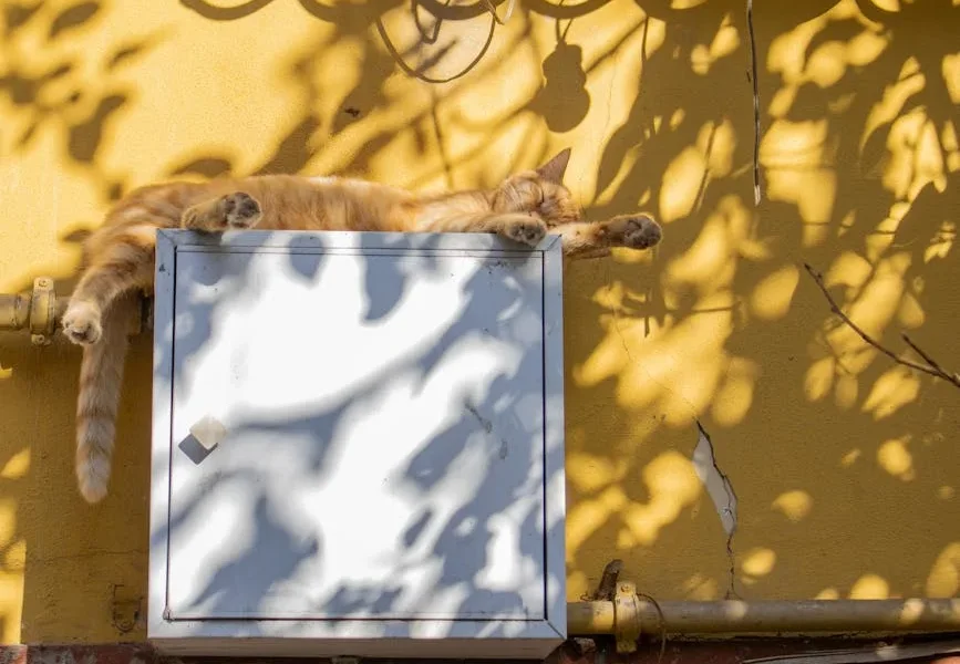 Pet Electrocution Emergency: Immediate Response & Life-Saving Steps 2025