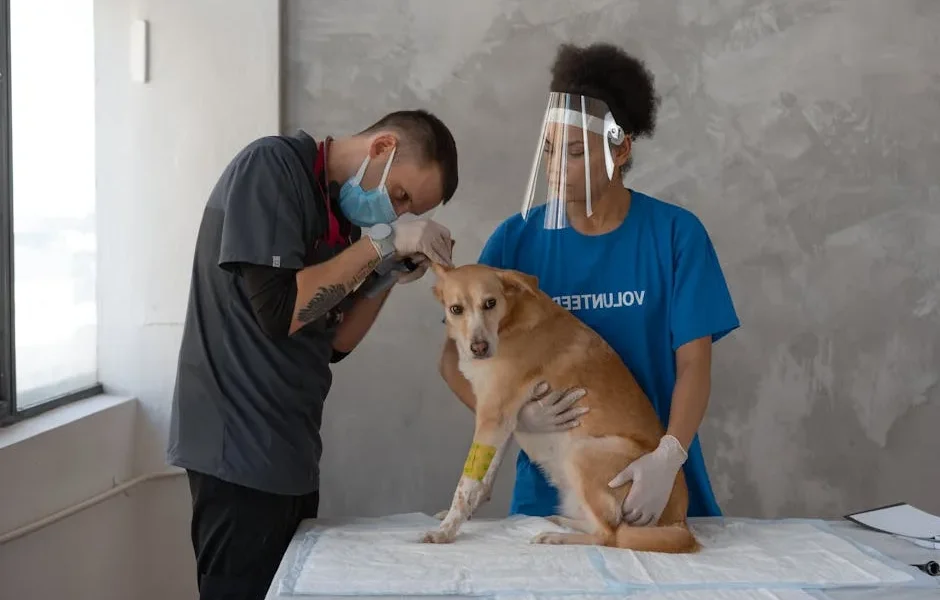 Pet Insurance Waiting Periods Explained: When Coverage Starts in 2025