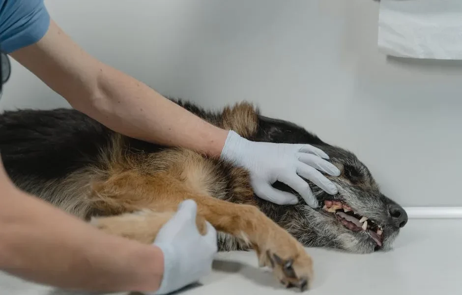 Pet Seizure Emergency: Protect Your Pet During Convulsions (2025)