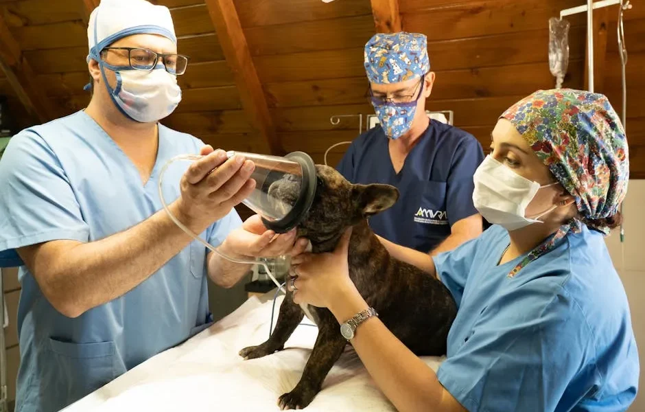 Spay/Neuter Surgery: Private Vet vs Low-Cost Clinic vs Mobile 2025