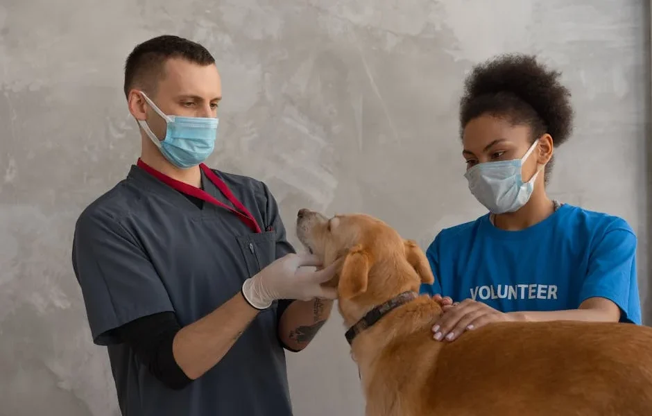 What Emergency Vets Check First: Understanding Pet Triage Priority Categories