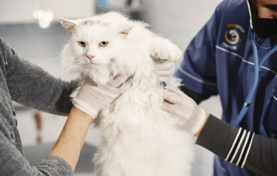 What Your Cat’s Urinalysis Can Detect Before Symptoms Appear