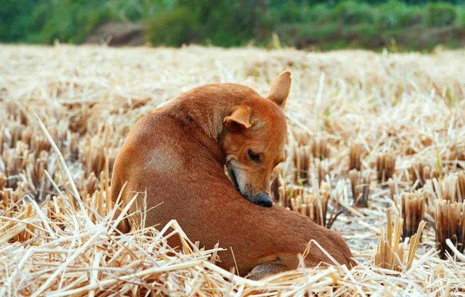 Why Does My Dog Chase Its Tail? Veterinary Guide to Repetitive Behaviours