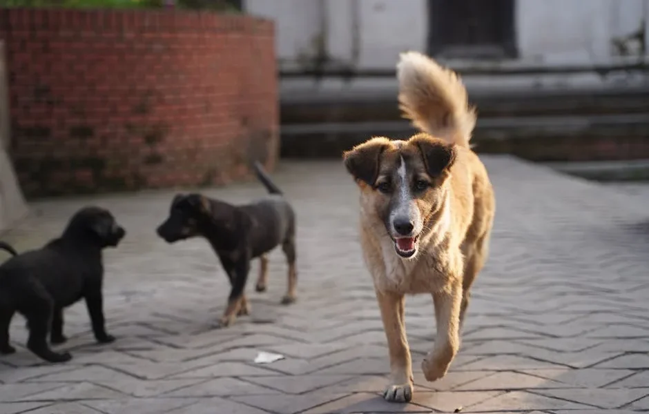 Why Is My Dog Suddenly Aggressive? A Vet’s Complete Guide 2025