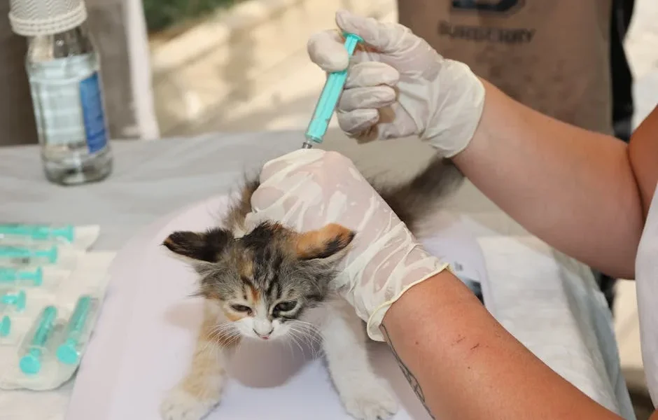 Why Your Cat’s Vaccination Schedule Isn’t One-Size-Fits-All (2025)
